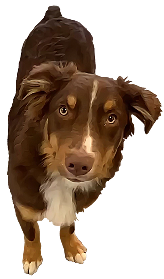 Australian Shepherd Puppy