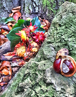 wald-kastanien-herbst 