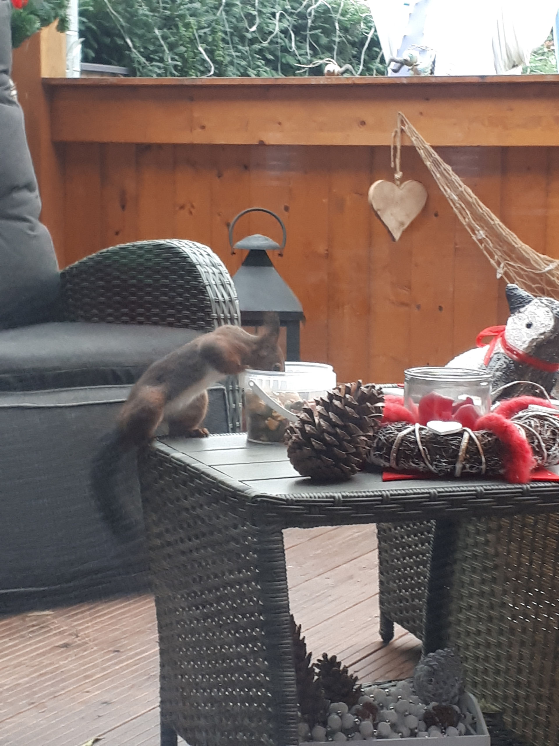 Eichhörnchen sucht Nüsse 