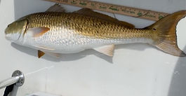 Red Drum