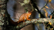 Wild Scotland: A Photographers guide to the Cairngorms National Park