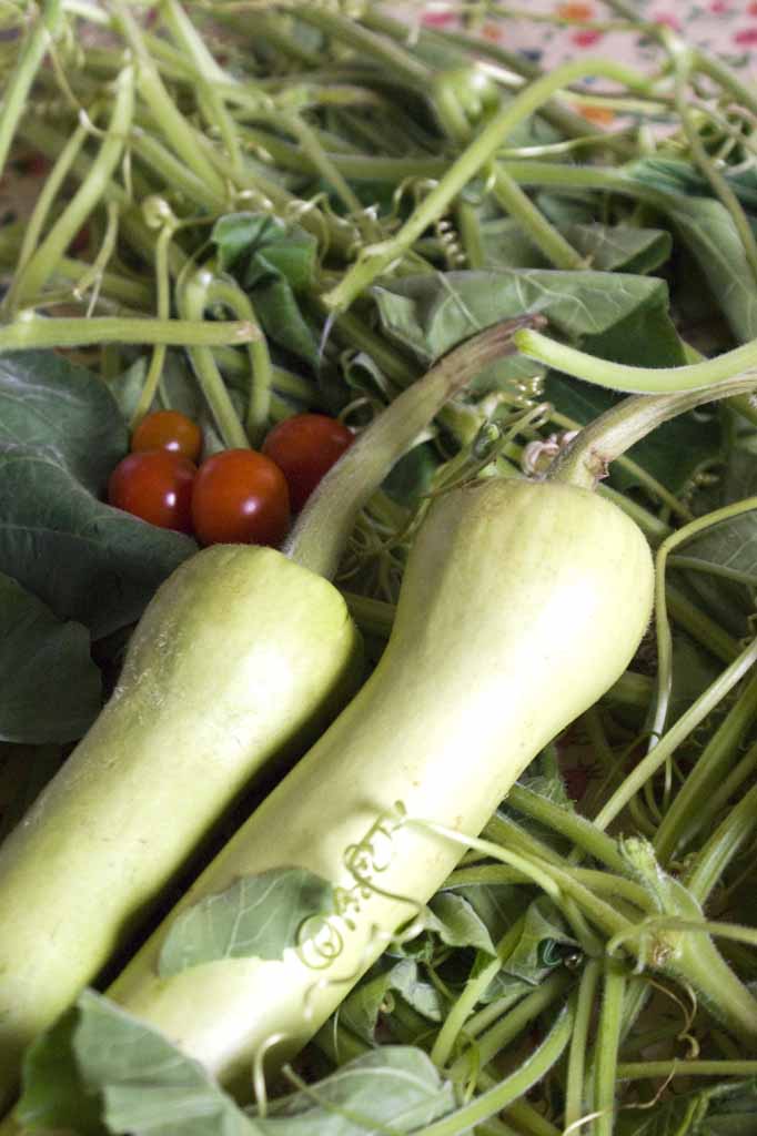 Lagenaria longissima (zucchina)