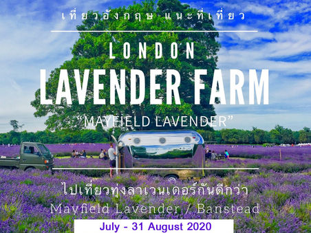 Mayfield Lavender Farm in London