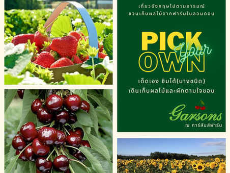 PYO เก็บผลไม้สดๆจาก Garsons Farm ใน London