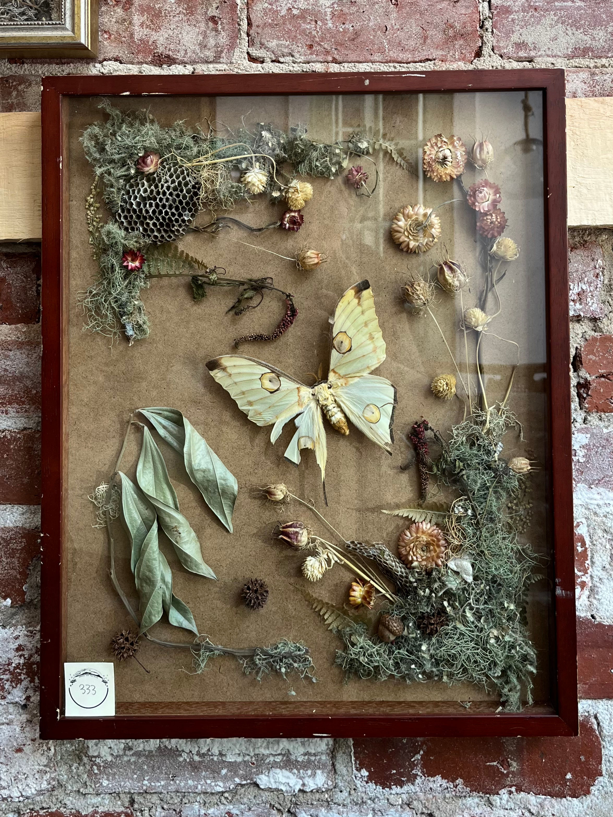 moon moth