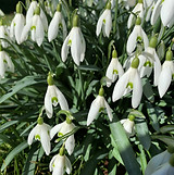 Vintergæk 1-2022.jpg