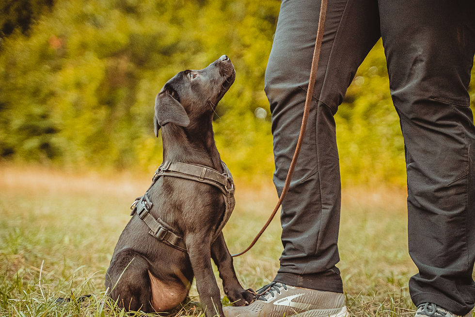 Welpenkurs Ulm _ Hund mit Hirn