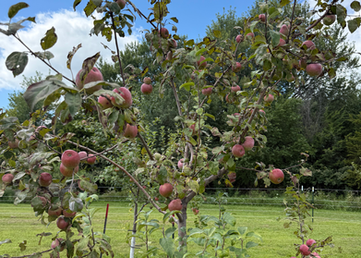 Enterprise Apple Tree, Orchard, Bethany Farms LLC, Winterset 