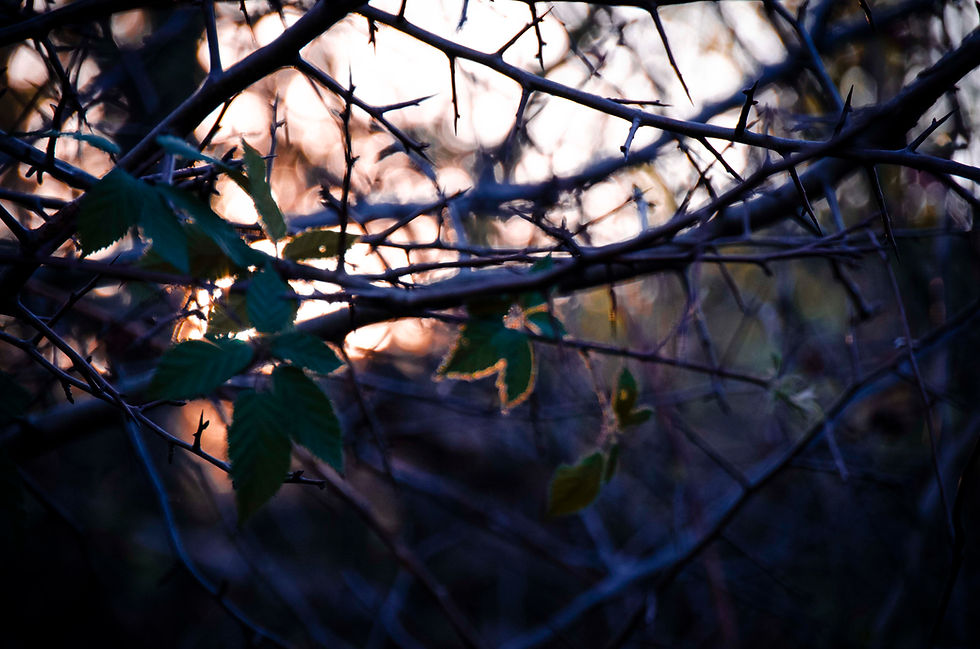 Songs of fall