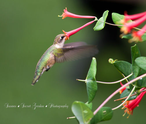 _DSC0723RAW to copy wm.jpg