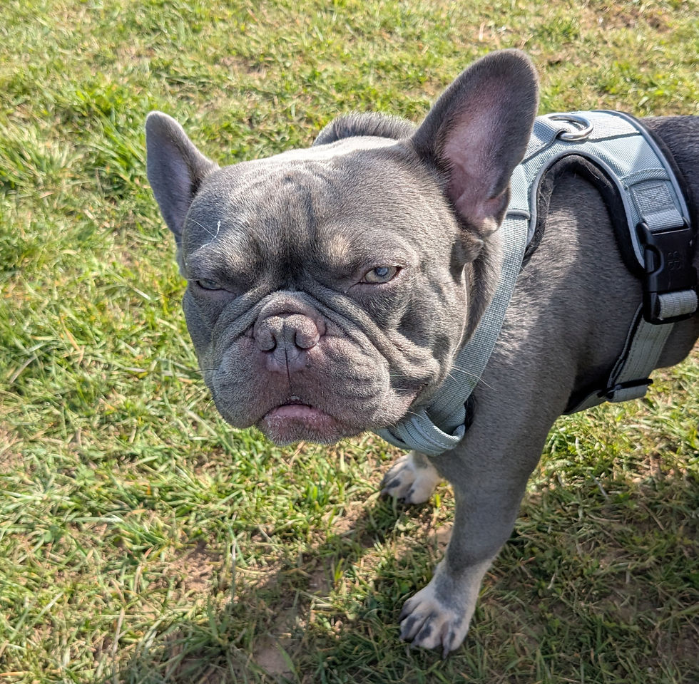 Gray bulldog wearing a harness stands on green grass. One ear up, the dog looks slightly grumpy under a sunny blue sky.