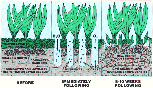 lawn care estimate