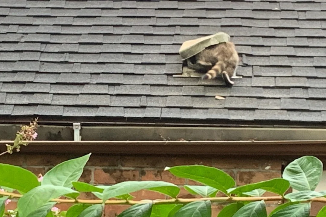 Raccoon entering attic through roof vent 