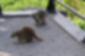 Raccoons in yard _edited.jpg