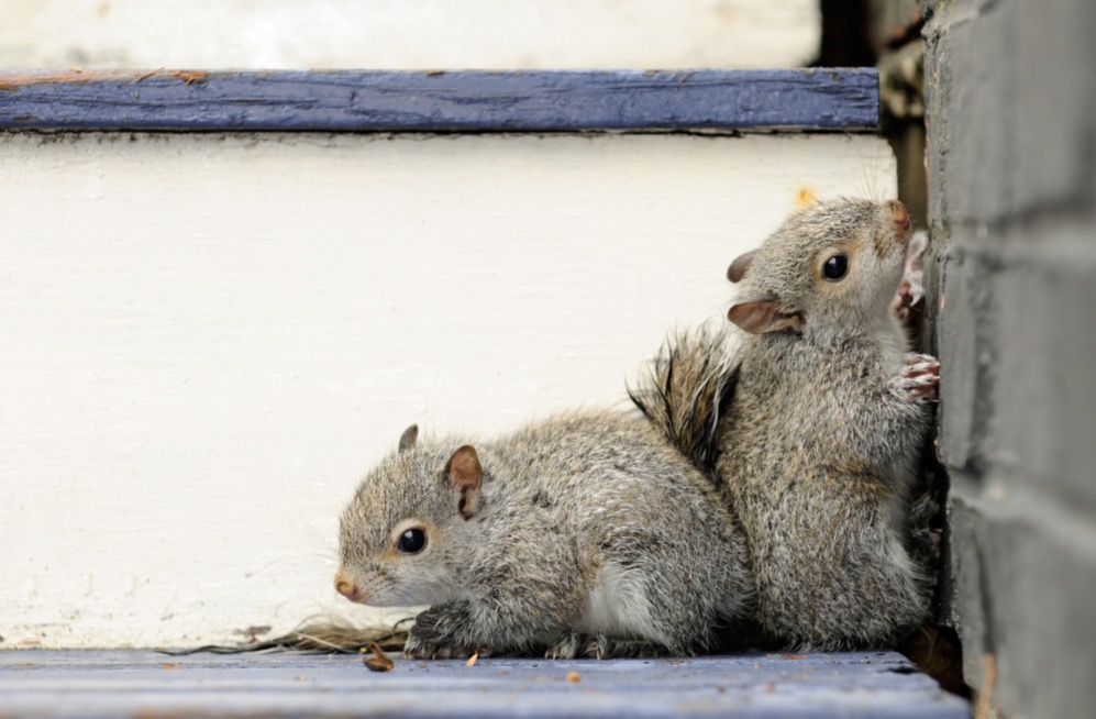 How Do Squirrels Survive Winter?