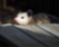 Opossum.png