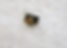 Squirrel Inside Wall Vent