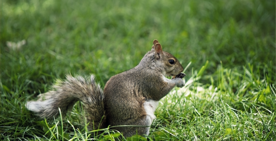 Squirrel Removal in Toronto