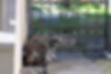 Raccoon Removal by gate _edited.jpg
