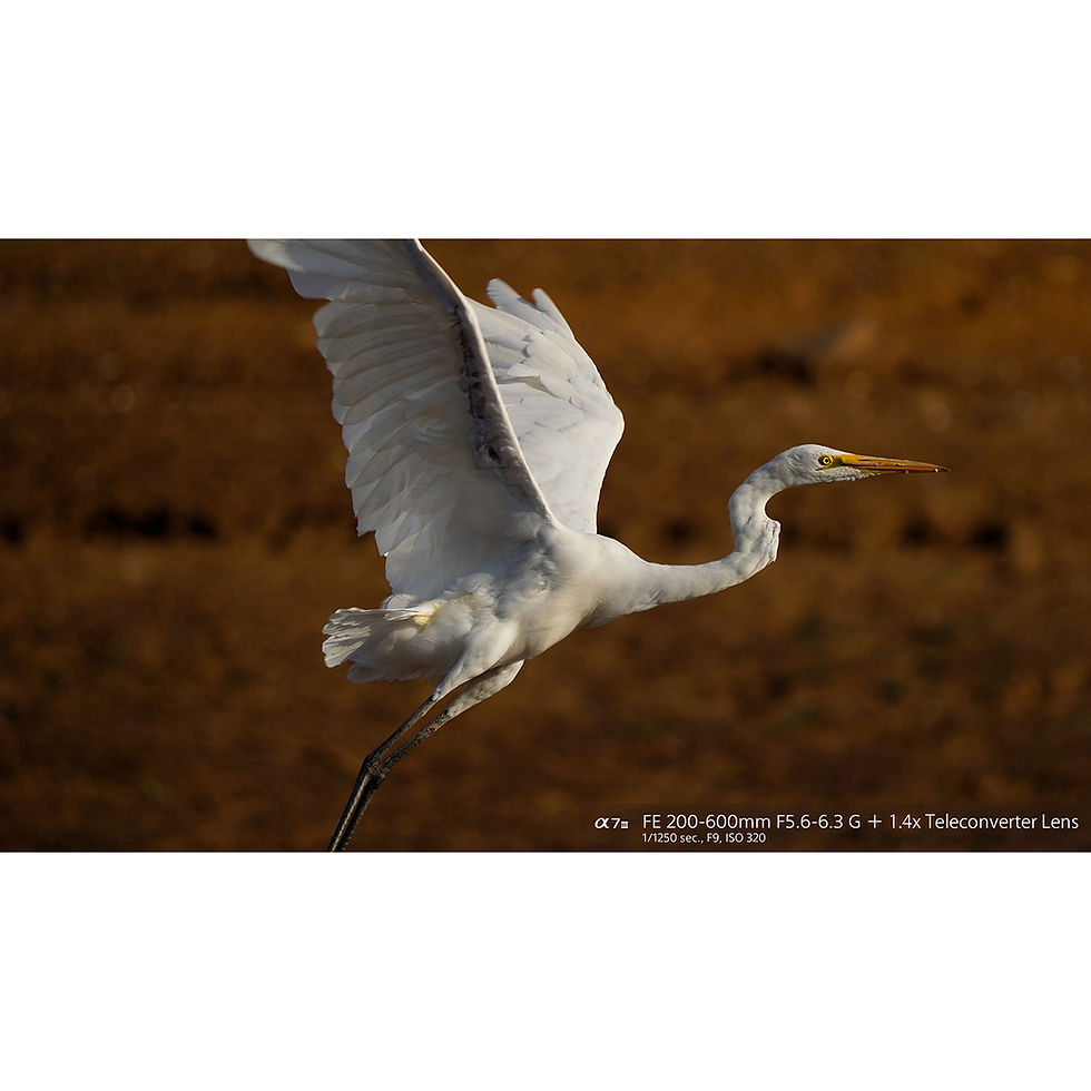 Миниатюра: Sony FE 200- 600mm 5.6- 6.3 OSS G