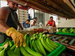 China es el mayor comprador de banano producido en Ecuador