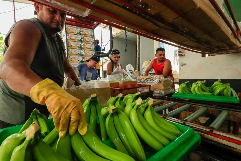 China es el mayor comprador de banano producido en Ecuador
