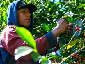 Las rutas del café son el atractivo turístico que une a Colombia y China