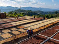 China representa uno de los mercados con mayor potencial de crecimiento para el café de Brasil