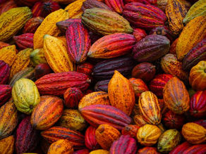 El aroma del cacao colombiano atrae a los turistas chinos