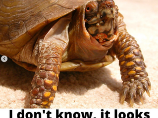 🐢 Meet Spinner: Our First Special Needs Turtle and Lifelong Fighter