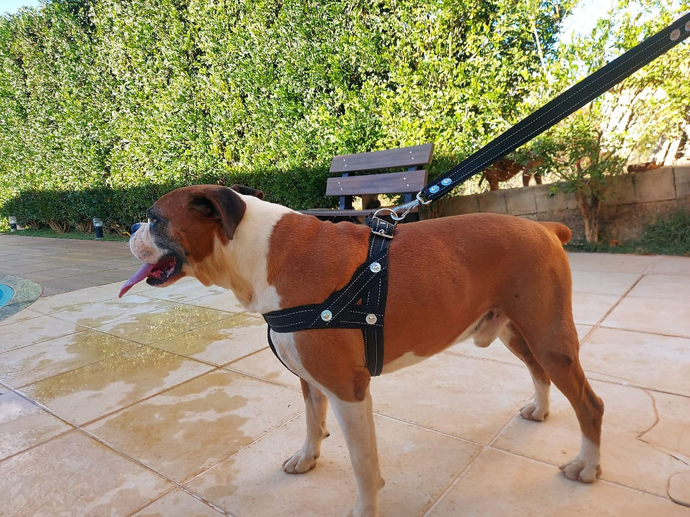 Kit Peitoral Security E Guia Cães Grande Porte - Tamanho GG