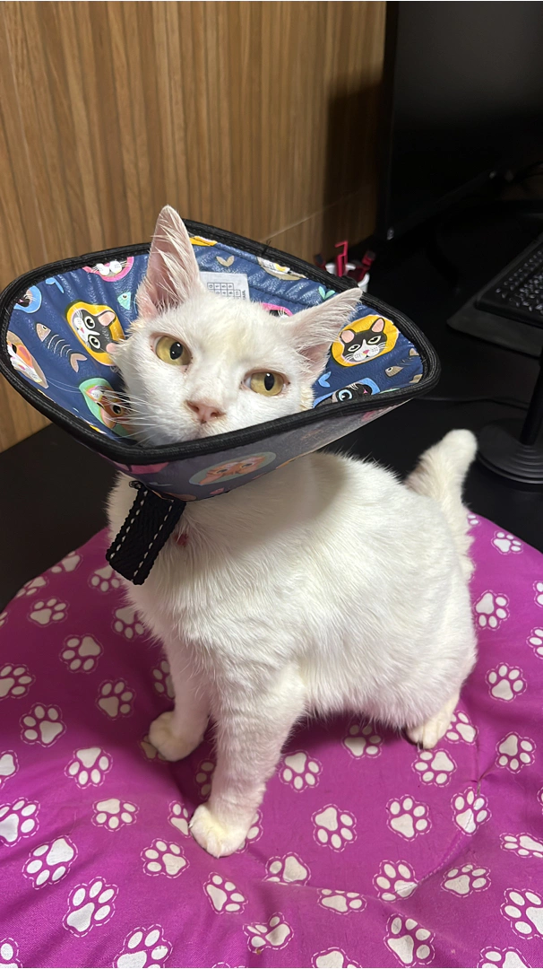Colar Elizabetano Confort pós cirúrgico para Gatos