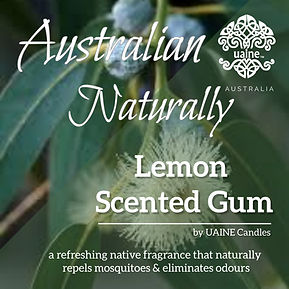 Lemon Scented Gum FC 2025 (1).jpg
