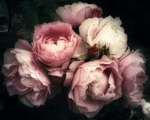 Blush