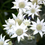 Thumbnail: Flannel Flower Reed Diffuser