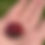 Thumbnail: Lady bugs