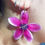 Miniatura: Pendientes cyclamen rosas