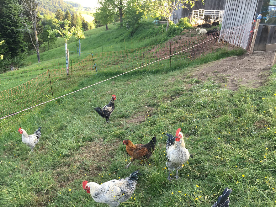 Huhn-und-Hähne-im-Gras-20-Mai-2022.JPG
