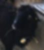 Ronja-Portrait-2022.JPG