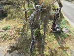 D806DE05-6C2C-4F05-9B69-8BB7EC672A48_1_102_o.jpeg