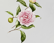 Pink Flower Illustration