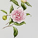Illustrated Flower