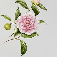 Illustrated Flower