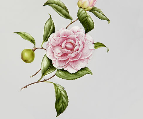 Illustrated Flower