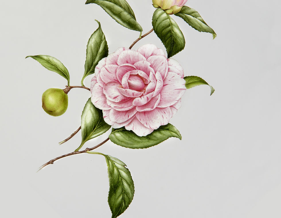 Illustrated Flower