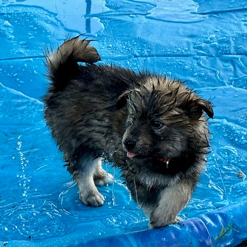 Maya in pool.jpg