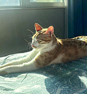 Rescued cats