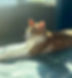 Rescued cats
