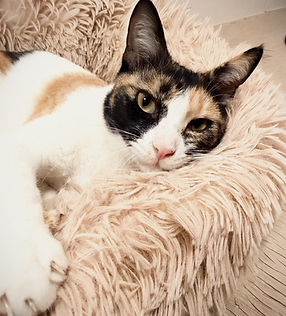 Rescued cats