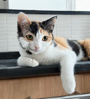 Rescued cats